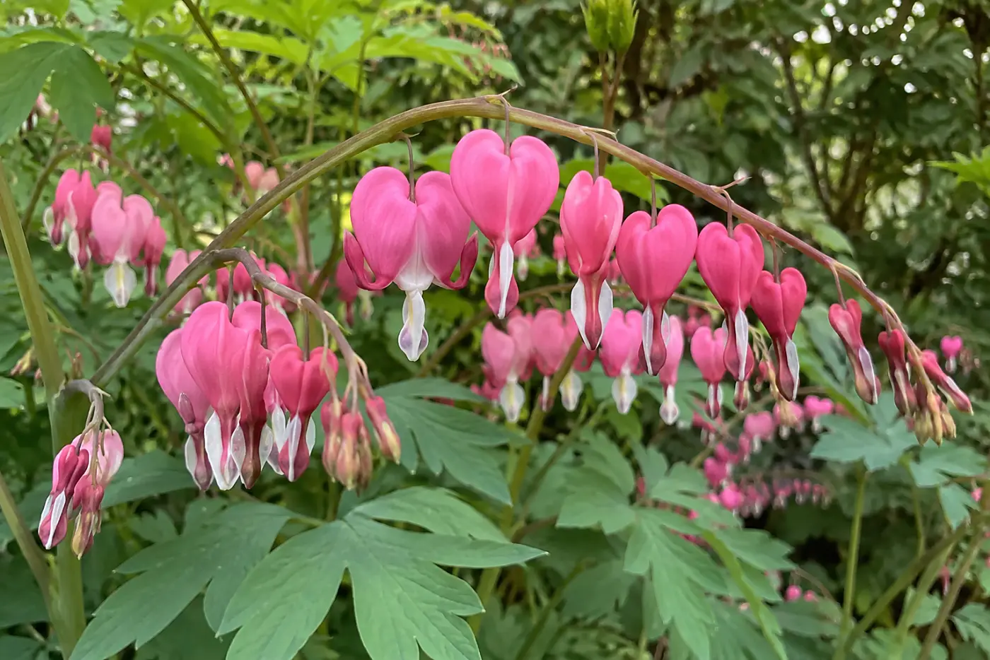 Pink bleeding hearts fill the middle of the frame beneath shrubs in a shaded home garden.