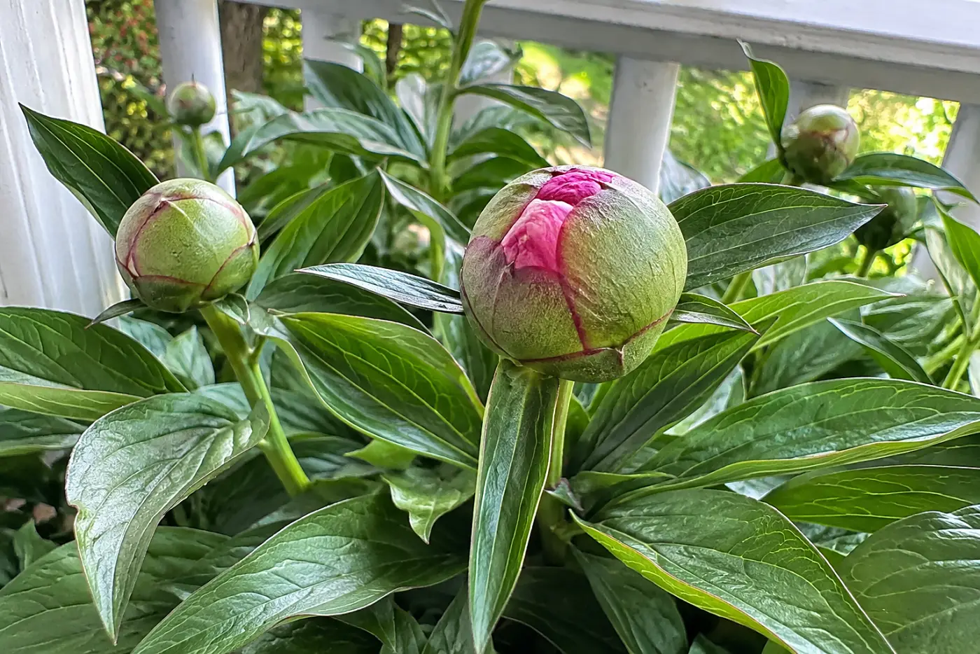 Peonies with swelling buds fill the middle of the frame near a porch railing in spring.