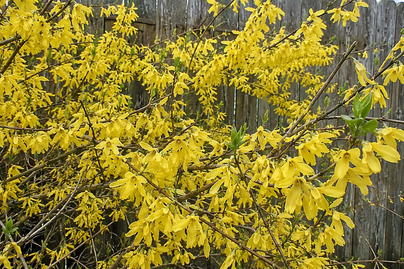 Yellow forsythia fills the middle of the frame against a weathered backyard fence.