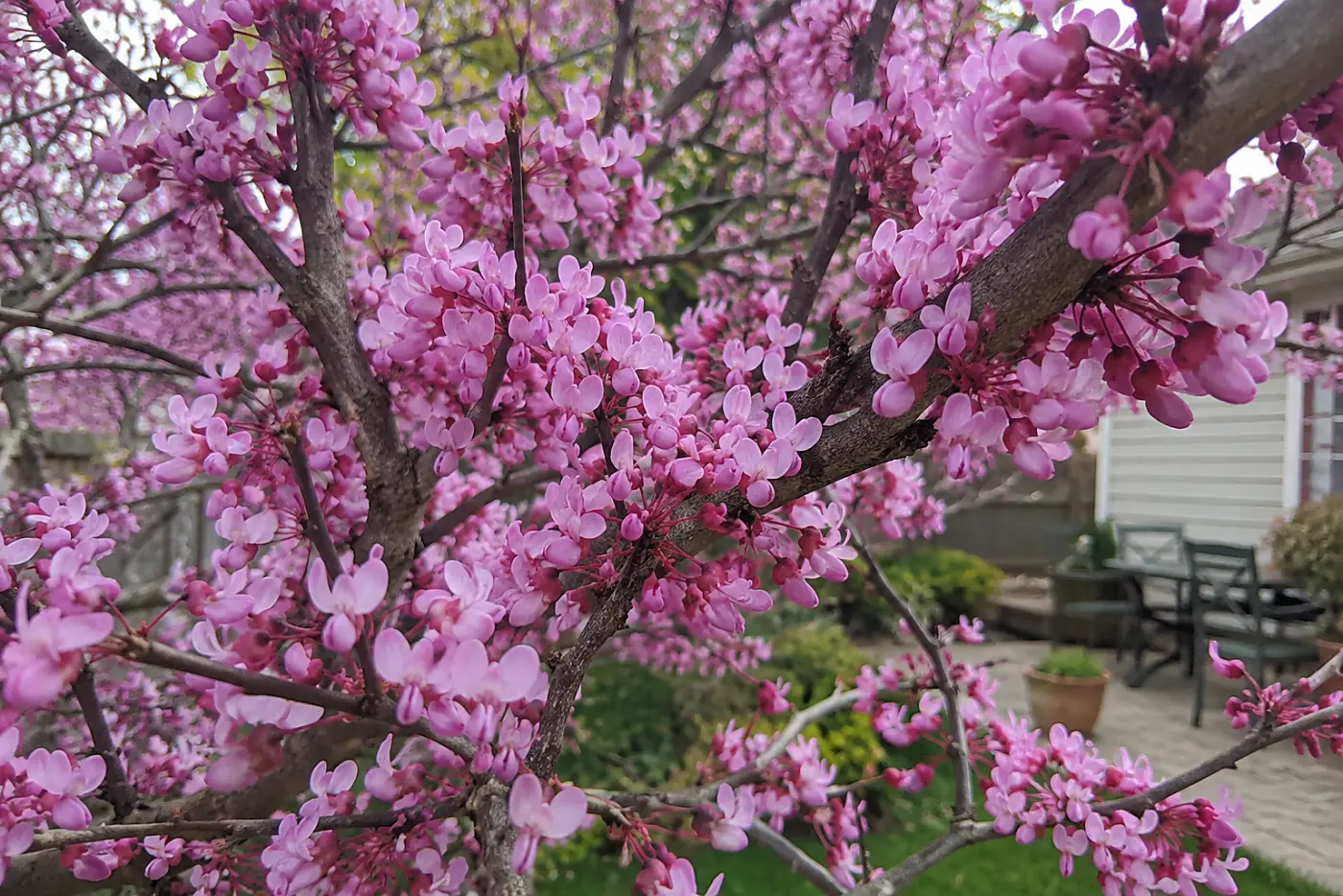A flowering eastern redbud fills the middle of the frame beside a modest backyard patio.