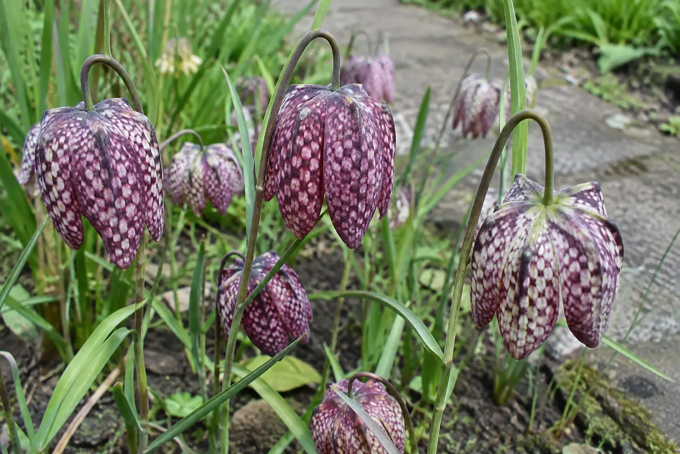 Checkered fritillaries fill the middle of the frame beside a damp garden path, their patterned bells visible from close range.