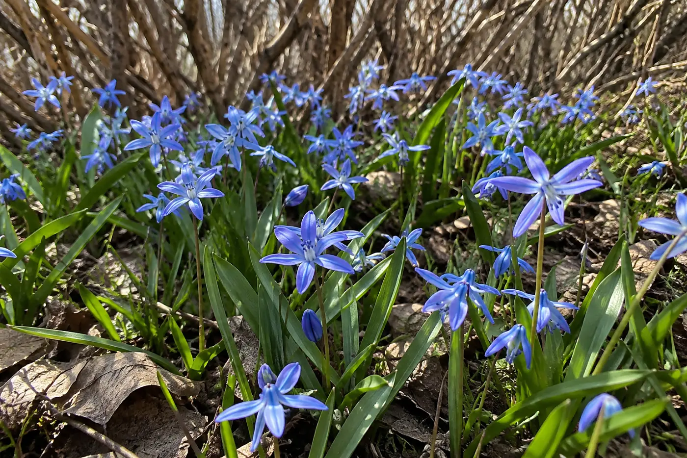 Blue Siberian squill fills the middle of the frame beneath leafless shrubs in a suburban yard.