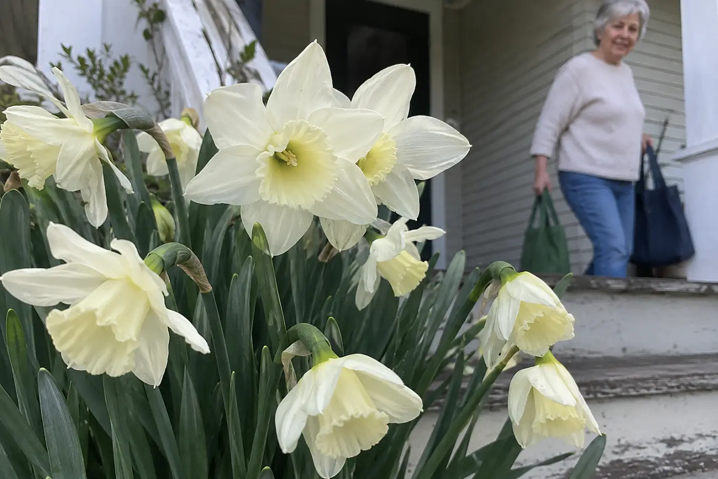 Cream narcissus fill the middle of the frame beside worn porch steps as a woman in her sixties carries groceries inside.