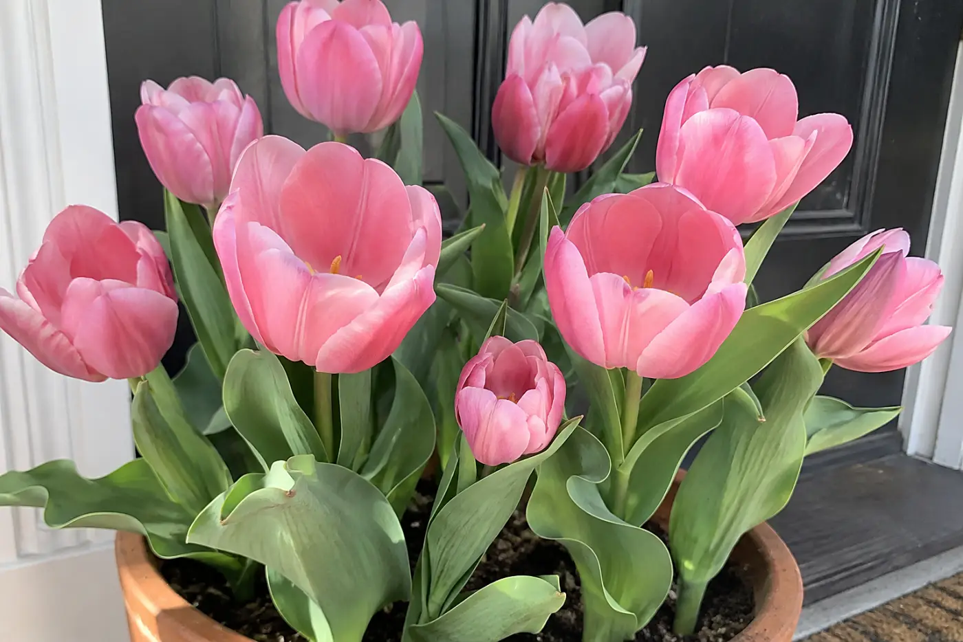 Pink tulips fill the middle of the frame in a deep clay pot beside a real front door.