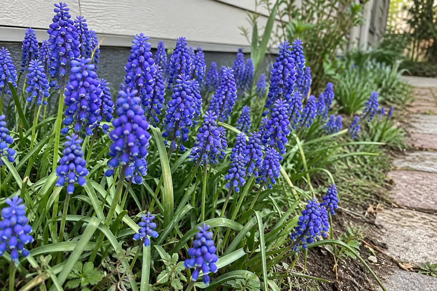 Blue grape hyacinths fill the middle of the frame along a narrow garden path outside a lived-in house.
