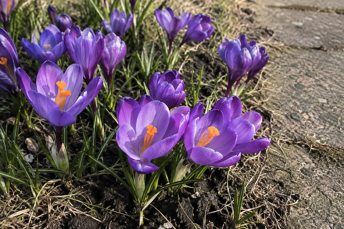 Purple crocuses fill the middle of the frame in a patch of brown early-spring grass beside a garden path.