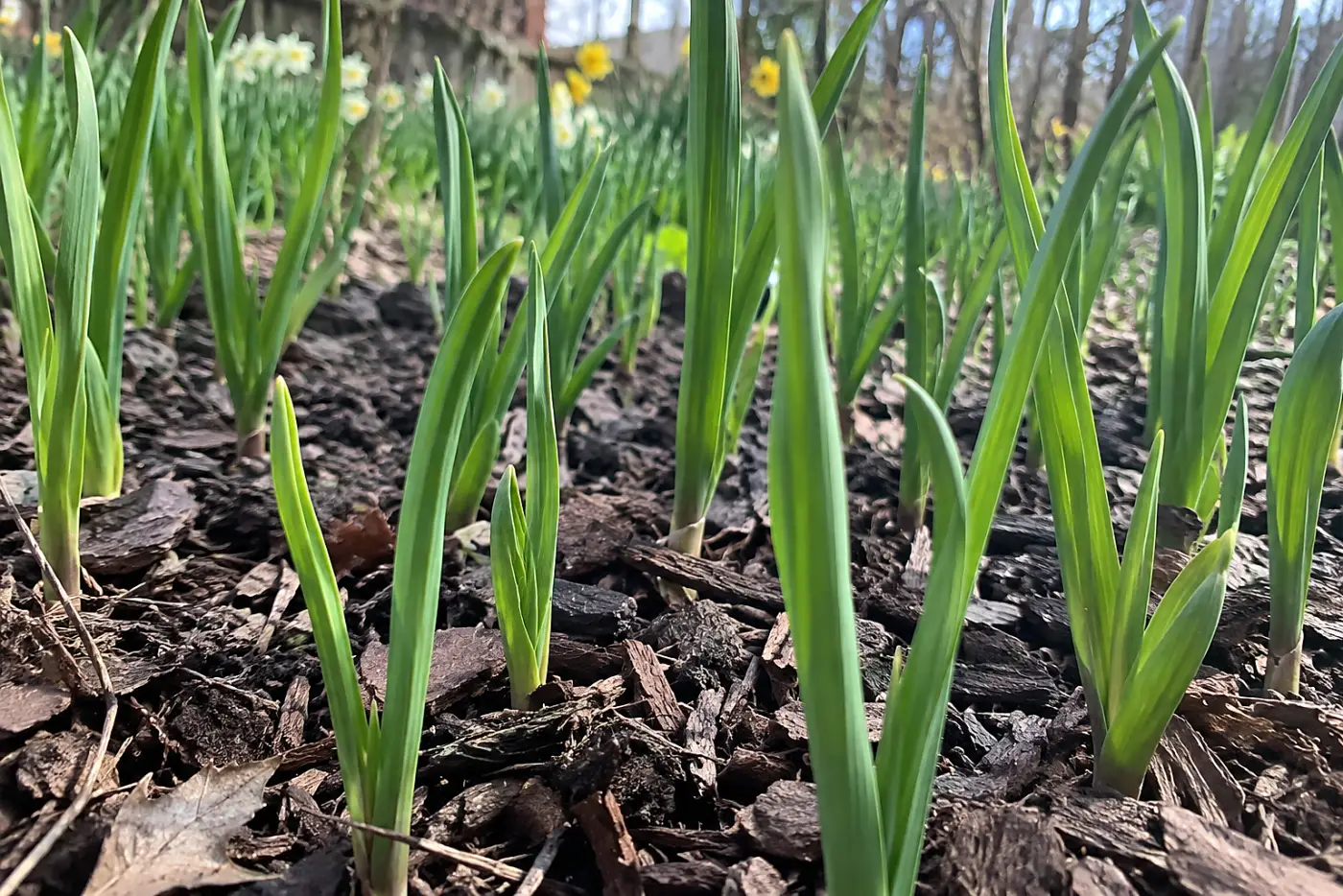 Green garlic shoots fill the middle of the frame as they emerge through mulch behind a row of spring flowers.
