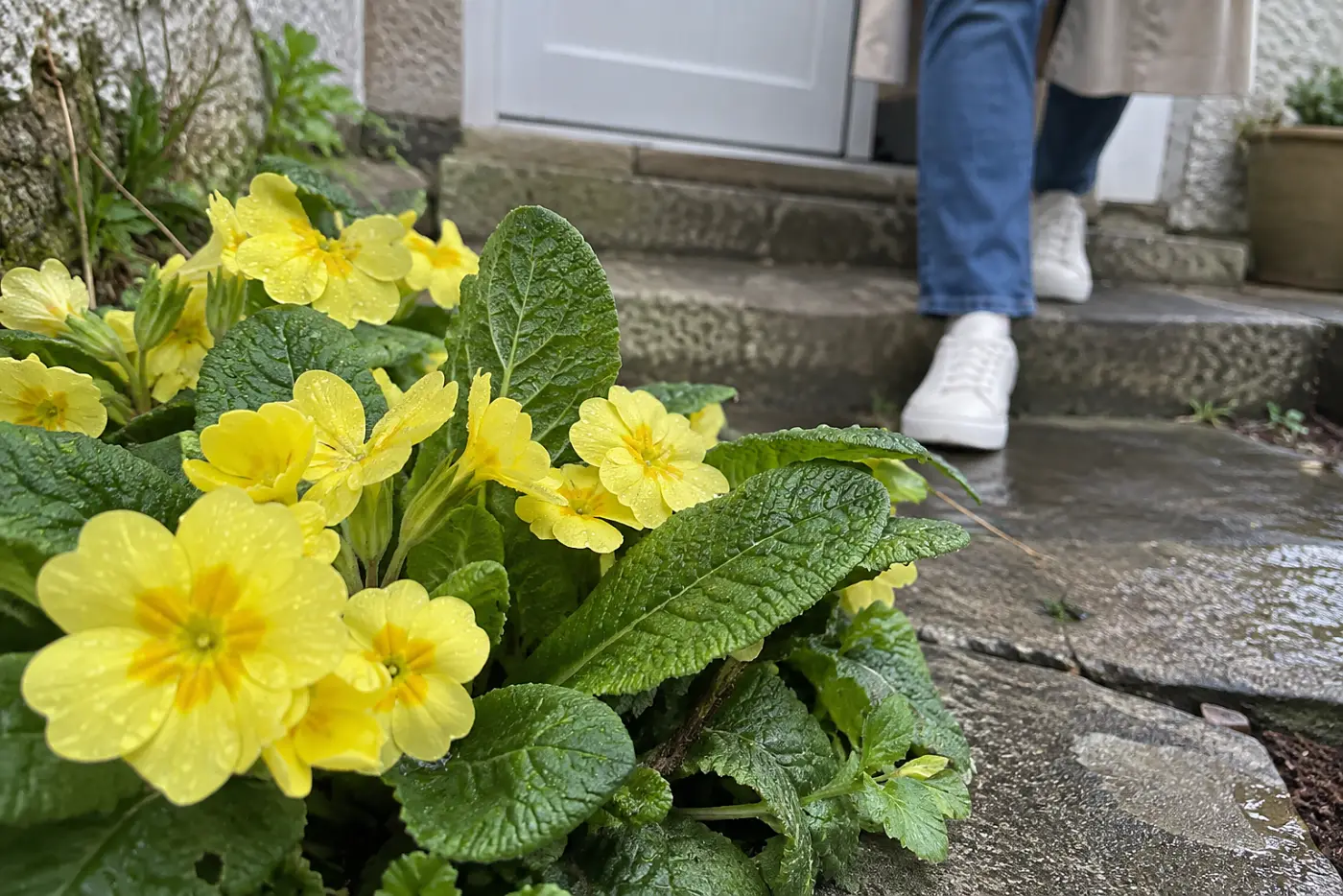 Yellow primroses fill the middle of the frame beside a damp back step, with a woman in her sixties approaching the door.