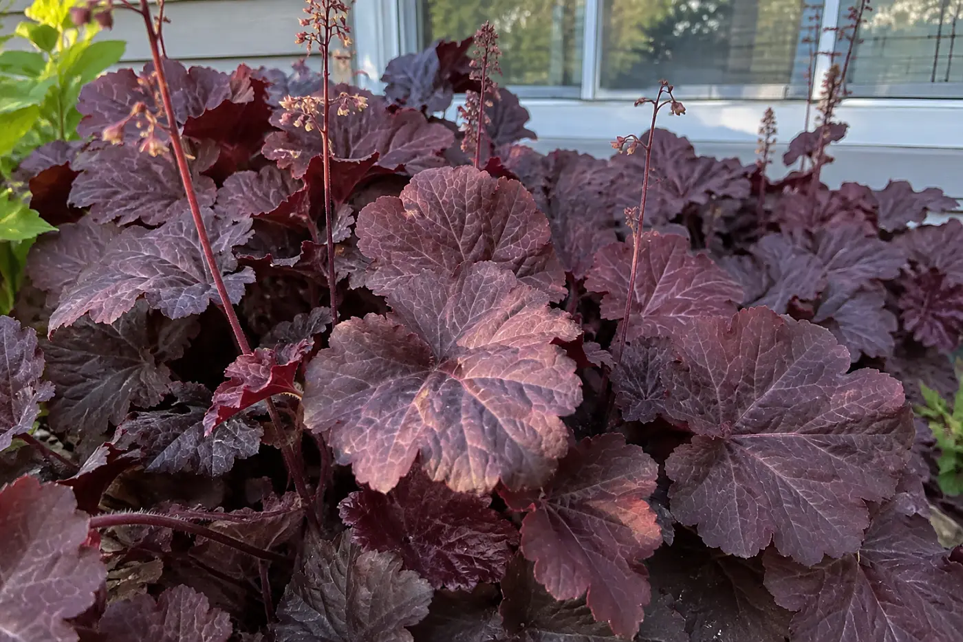 Burgundy coral bells fill the middle of the frame beneath a house window in a shaded garden bed.