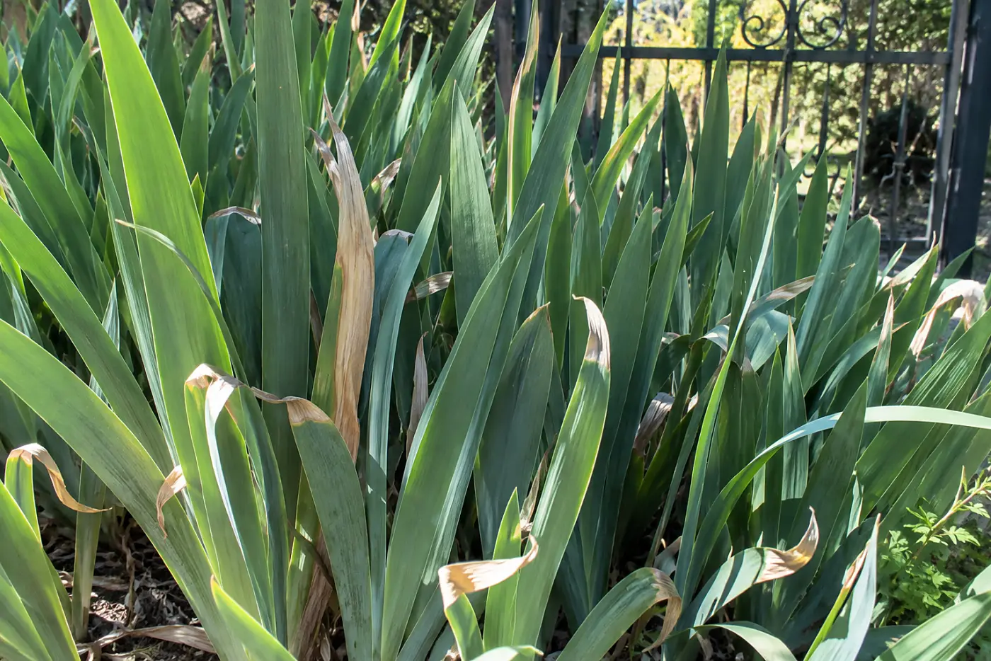 Bearded iris fans fill the middle of the frame beside a garden gate in a sunny fall yard.