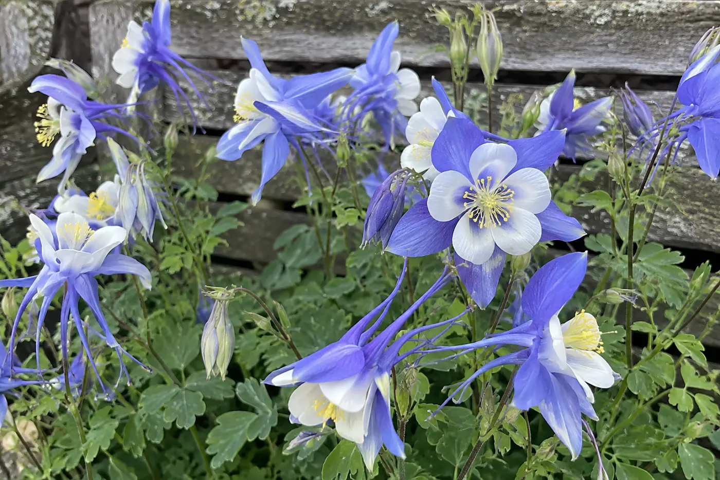 Blue-and-white columbines fill the middle of the frame beside a worn wooden bench in a partly shaded garden.