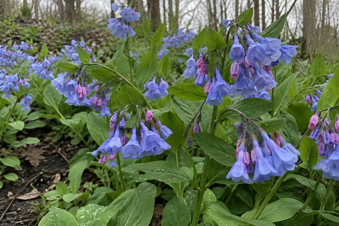Virginia bluebells fill the middle of the frame beneath leafless trees on a damp garden slope.