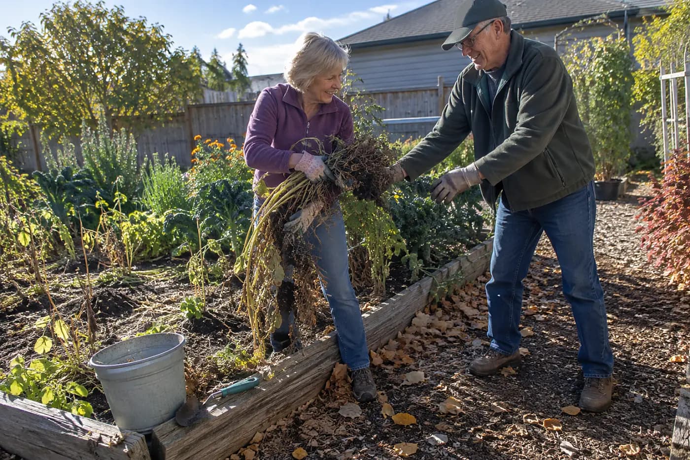 Older woman clearing spent stalks from one vegetable bed.