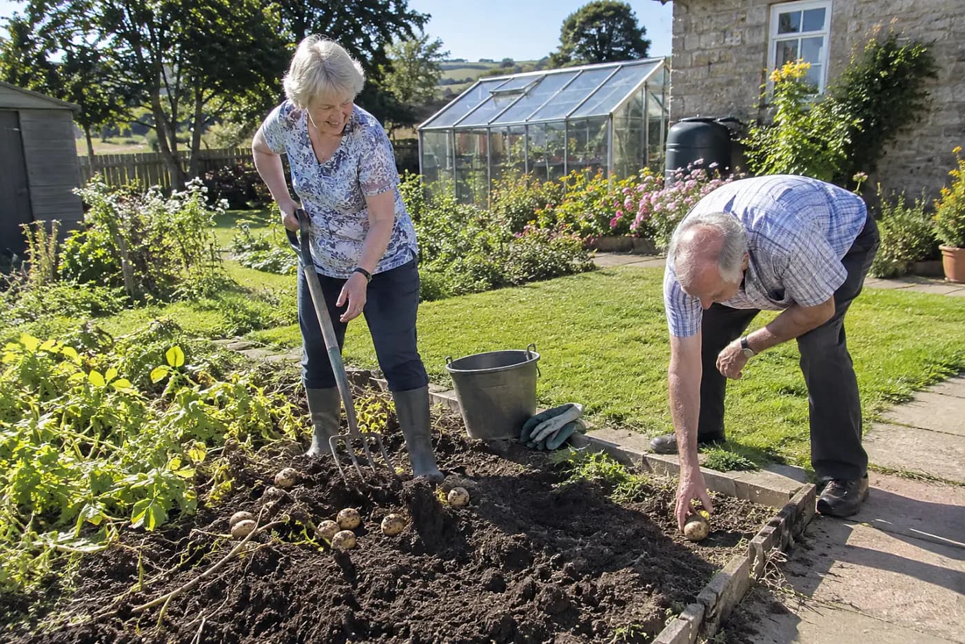 Older woman digging potatoes from a small section of garden bed.