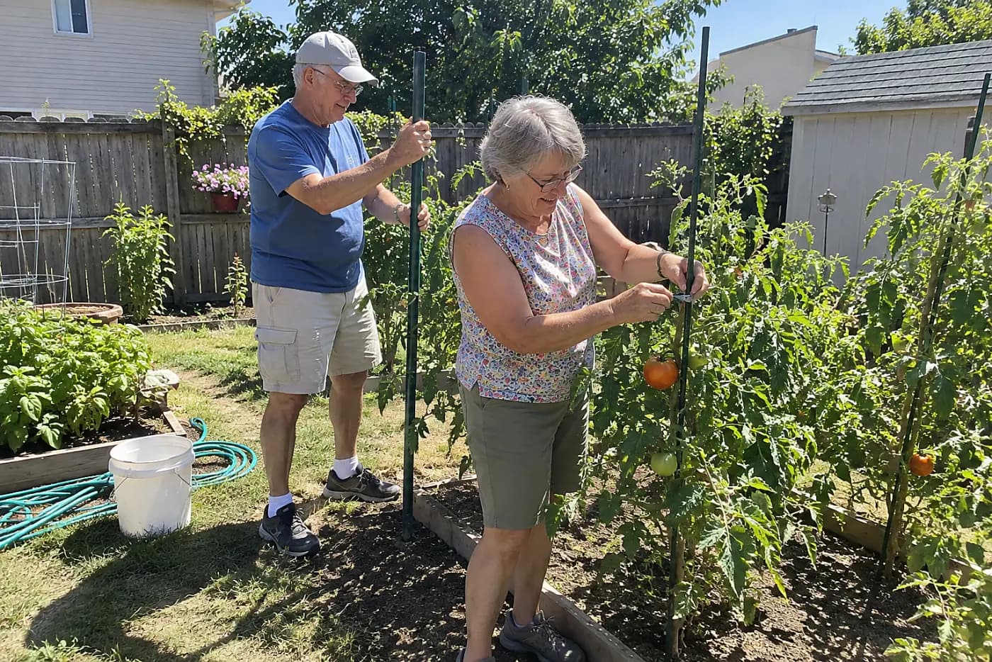 Older woman tying a tomato stem to its support in her backyard.