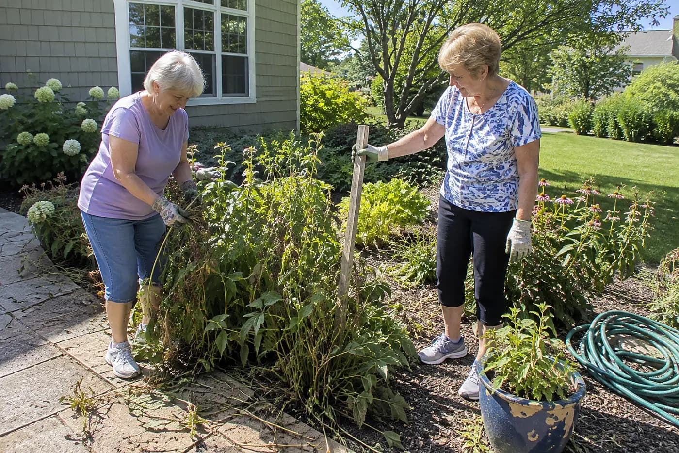 Older woman marking an overgrown perennial clump beside a garden walkway.