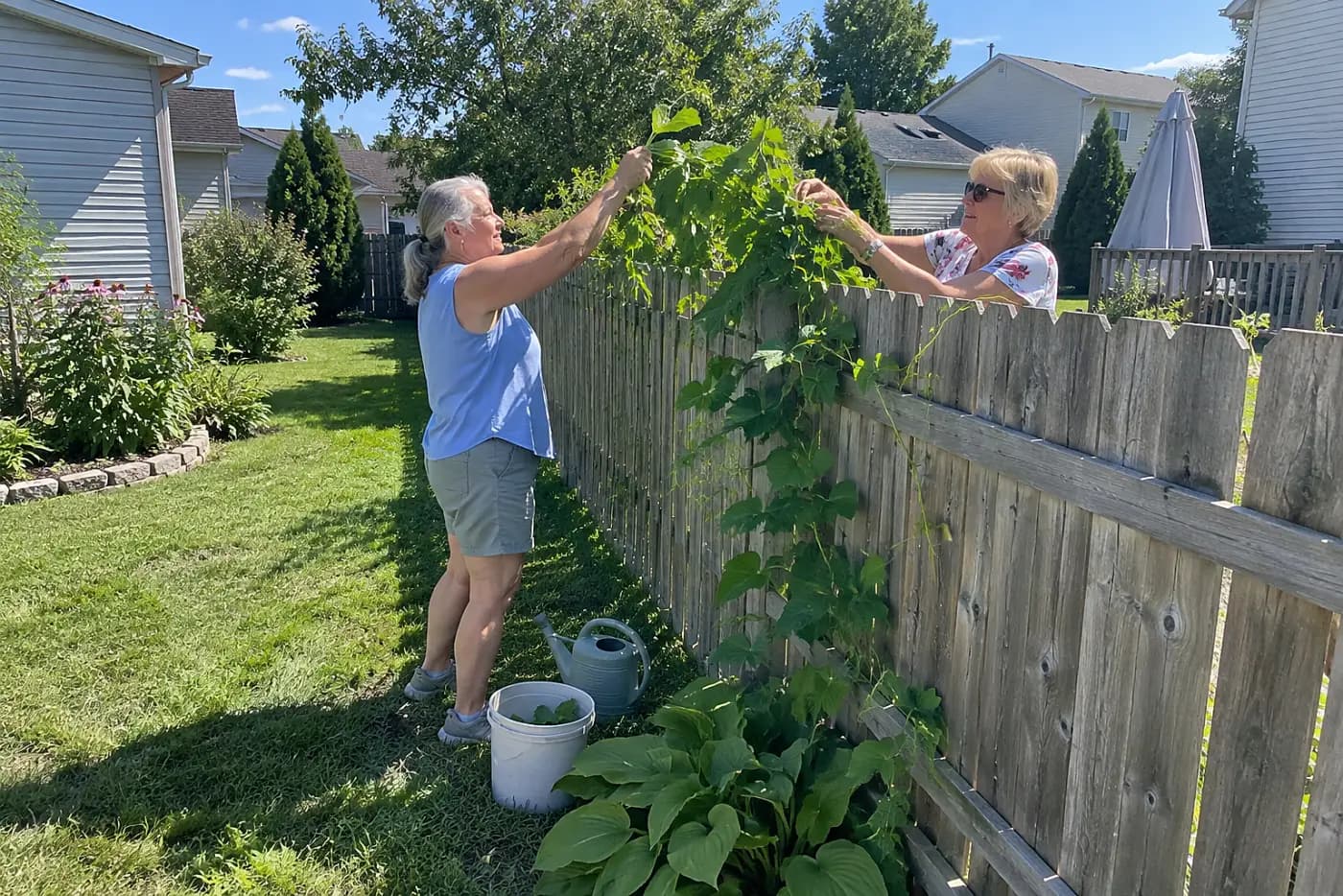 Older woman examining bean vines on a fence between two backyards.