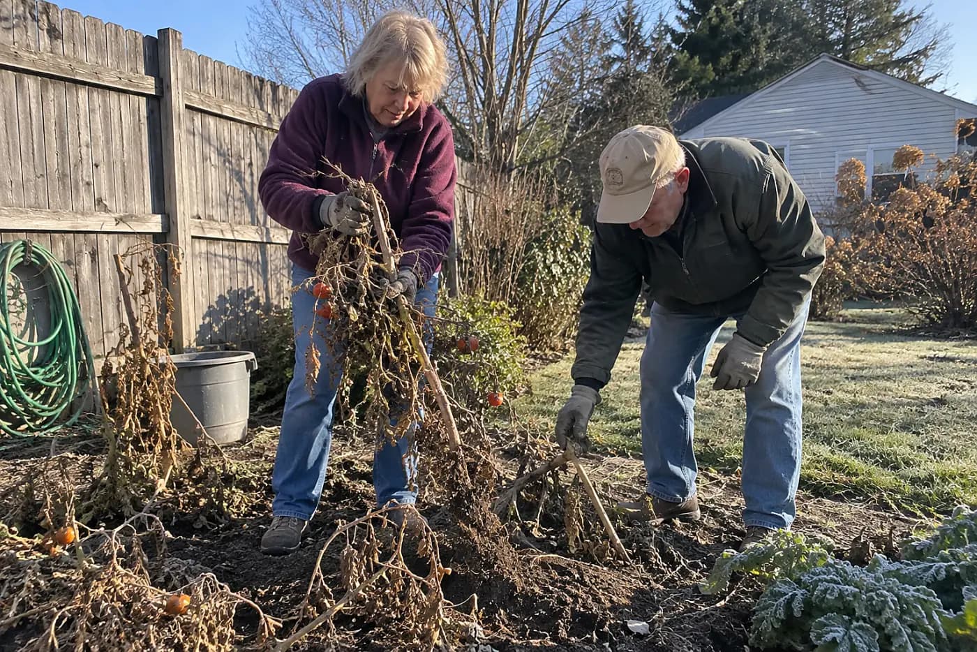 Older woman pulling dead tomato stalks from a garden bed after frost.