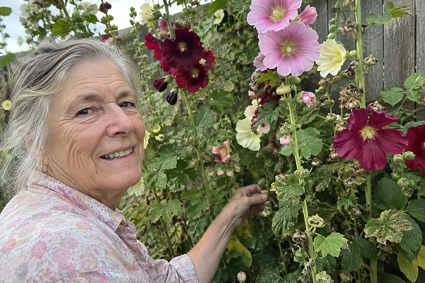 Pink, cream, and deep red hollyhocks fill the middle of the frame against a weathered fence, with a woman in her seventies collecting a dry seedpod.