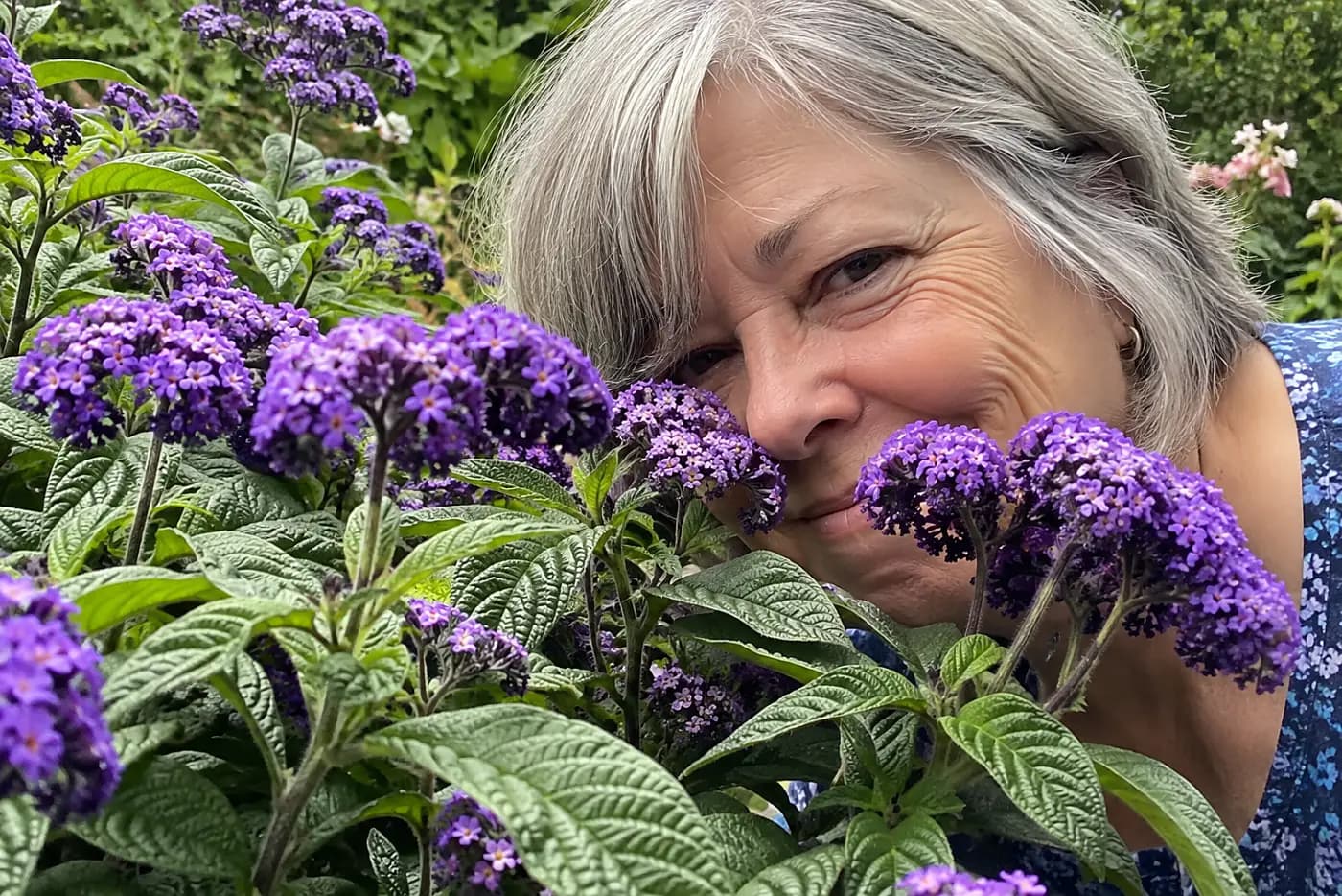 Purple heliotrope clusters fill the middle of the frame in a sunny garden bed, with a woman in her sixties leaning close to smell them.