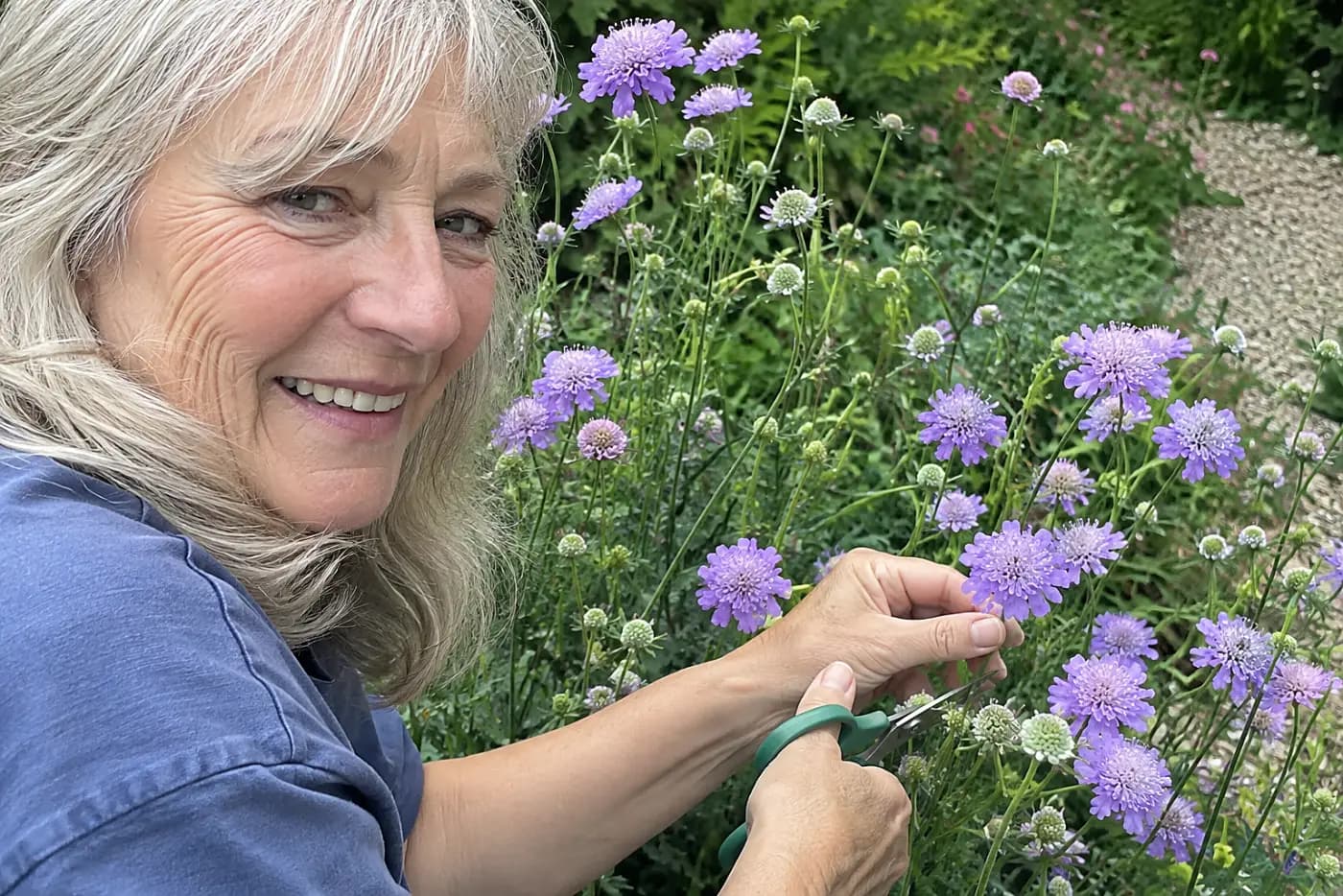 Lavender annual pincushion flowers fill the middle of the frame beside a gravel path, with a woman in her sixties cutting one stem.