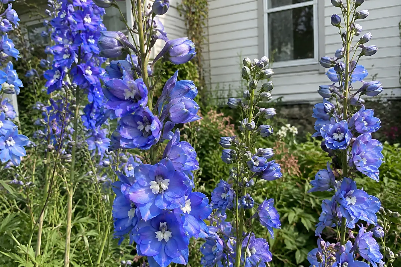 Blue annual larkspur stalks fill the middle of the frame in a loose flower bed beside an old house.