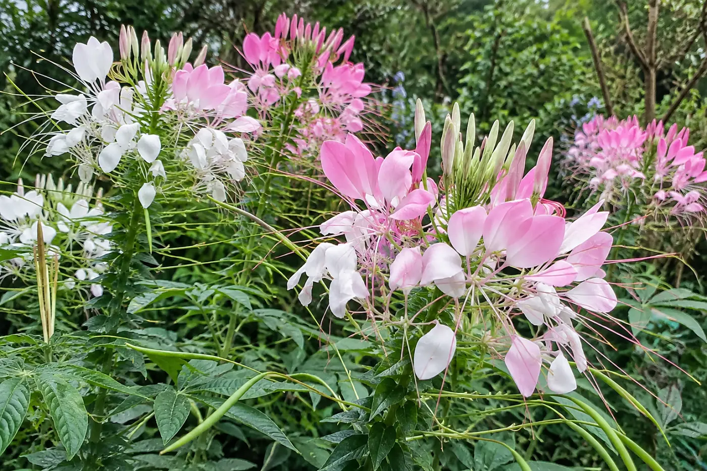 Tall pink and white cleome fills the middle of the frame at the back of a sunny garden bed.