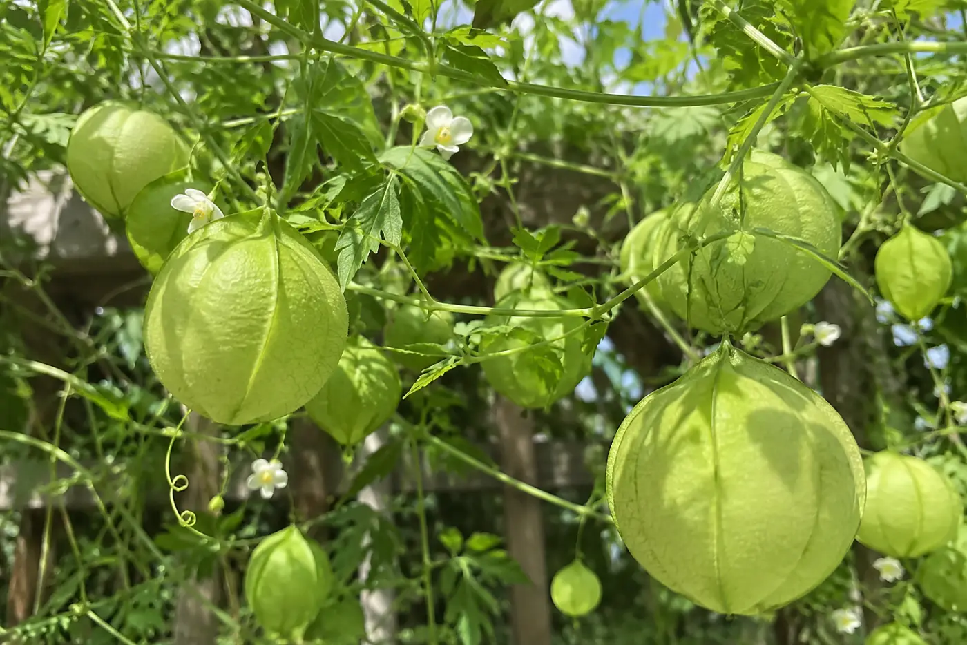 Love-in-a-puff vine with white flowers and inflated green pods fills the middle of the frame on a backyard trellis.