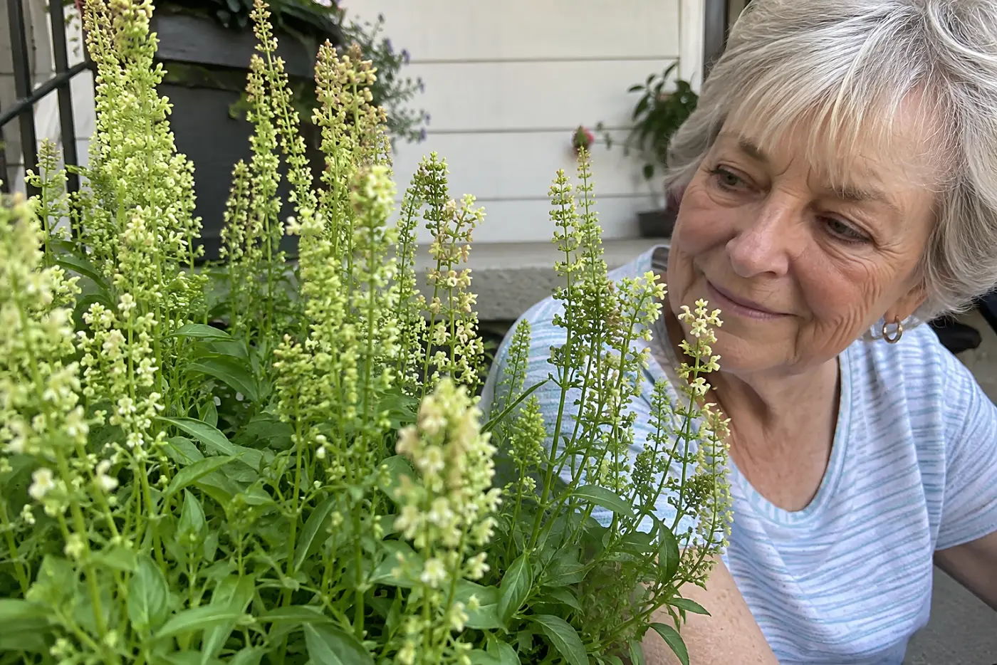 Greenish mignonette spikes fill the middle of the frame beside a porch step, with a woman in her seventies sitting nearby.