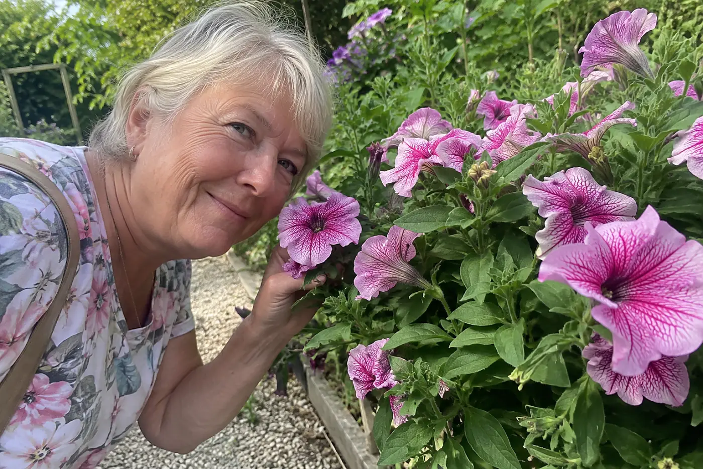 Veined painted tongue flowers fill the middle of the frame beside a garden path, with a woman in her sixties bending to see them.