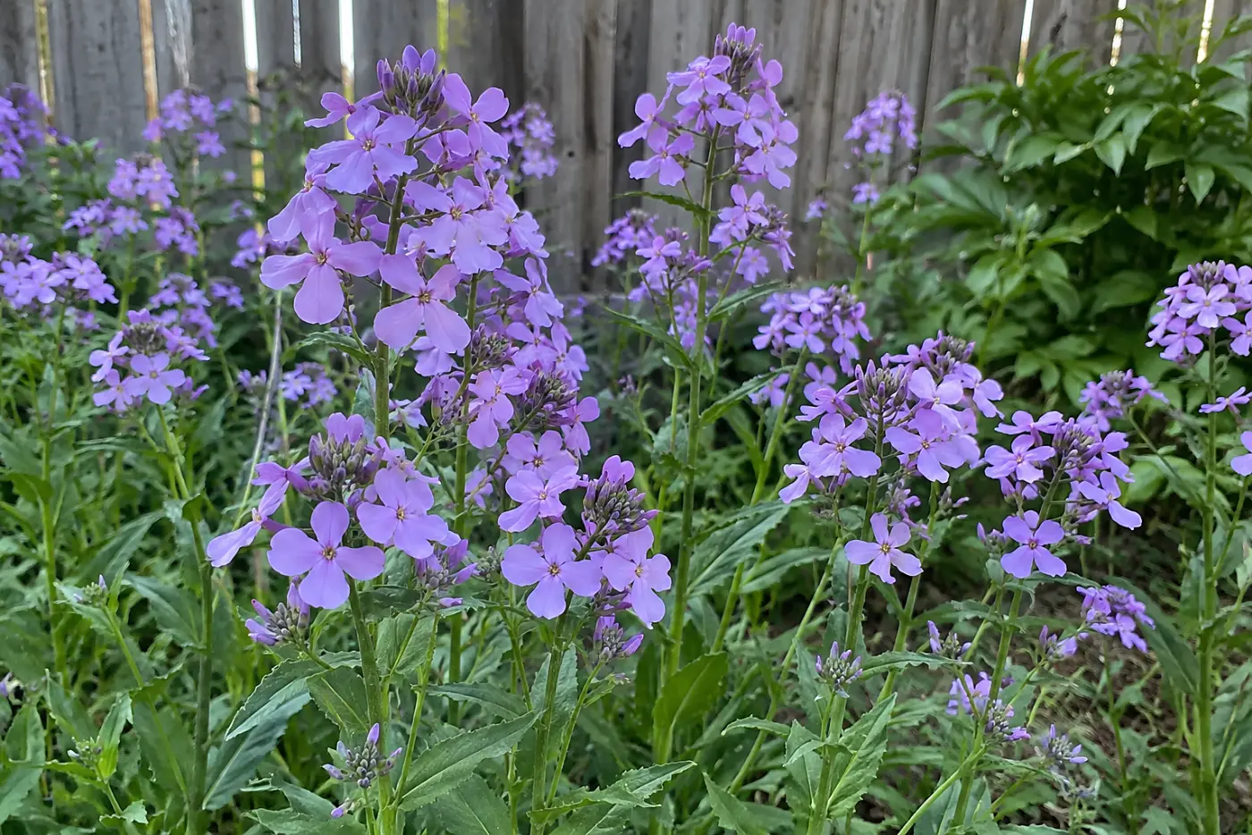 Pale purple dame's rocket spires fill the middle of the frame in a cultivated bed beside a backyard fence.