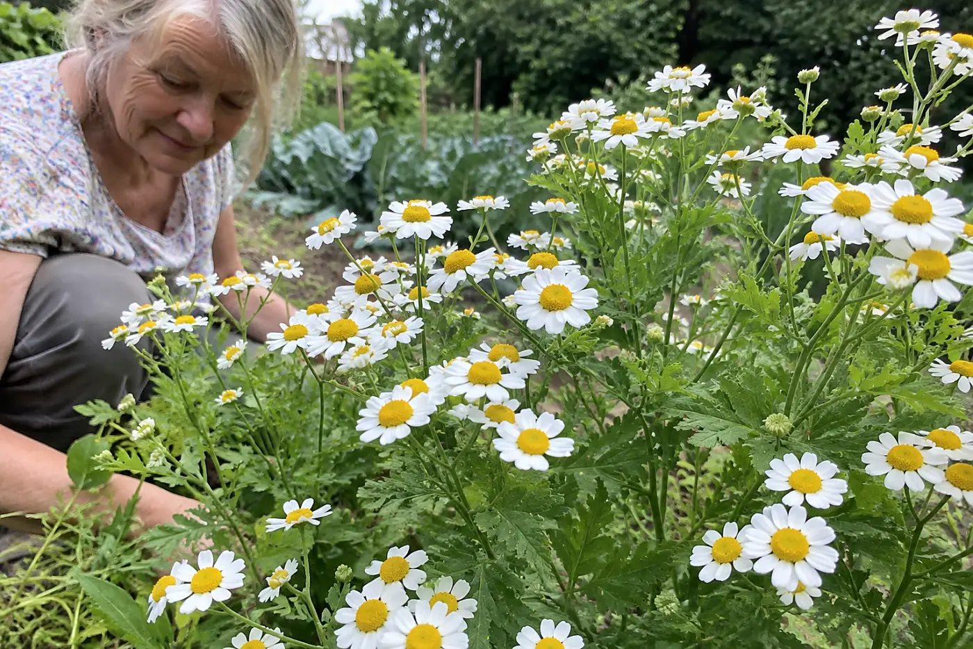 White feverfew daisies fill the middle of the frame at the edge of a vegetable garden, with a woman in her seventies weeding nearby.