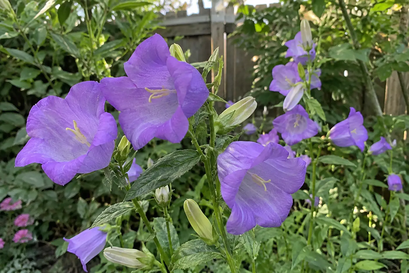 Purple Canterbury bell cups fill the middle of the frame in a backyard flower bed beside a wooden gate.