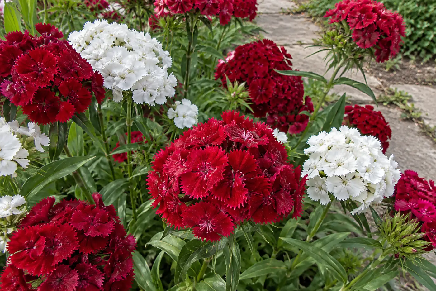 Red and white Sweet William clusters fill the middle of the frame along a worn front walk beside an older house.