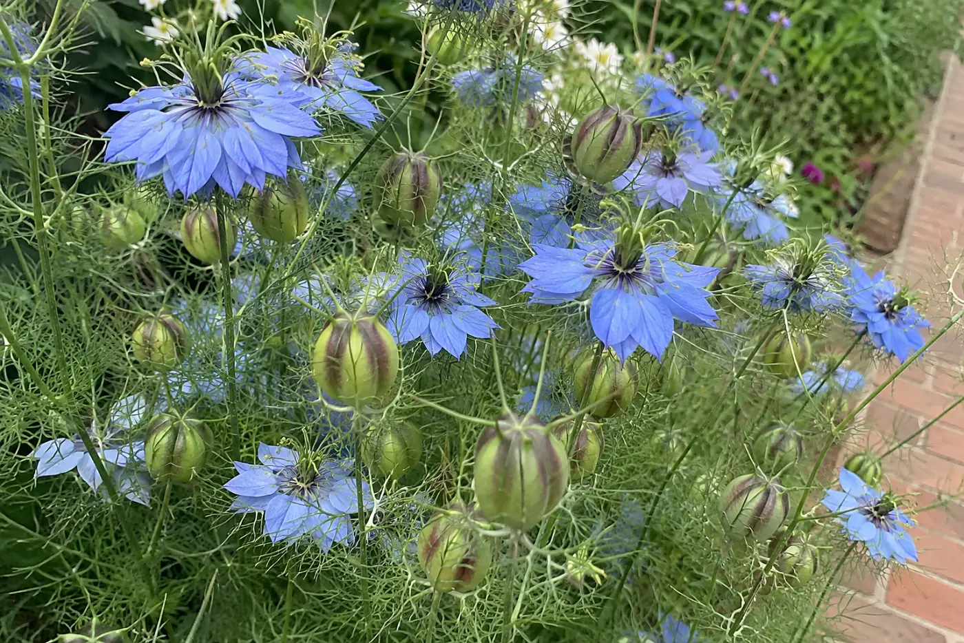 Love-in-a-mist flowers and striped seedpods fill the middle of the frame in a narrow garden bed beside a brick path.
