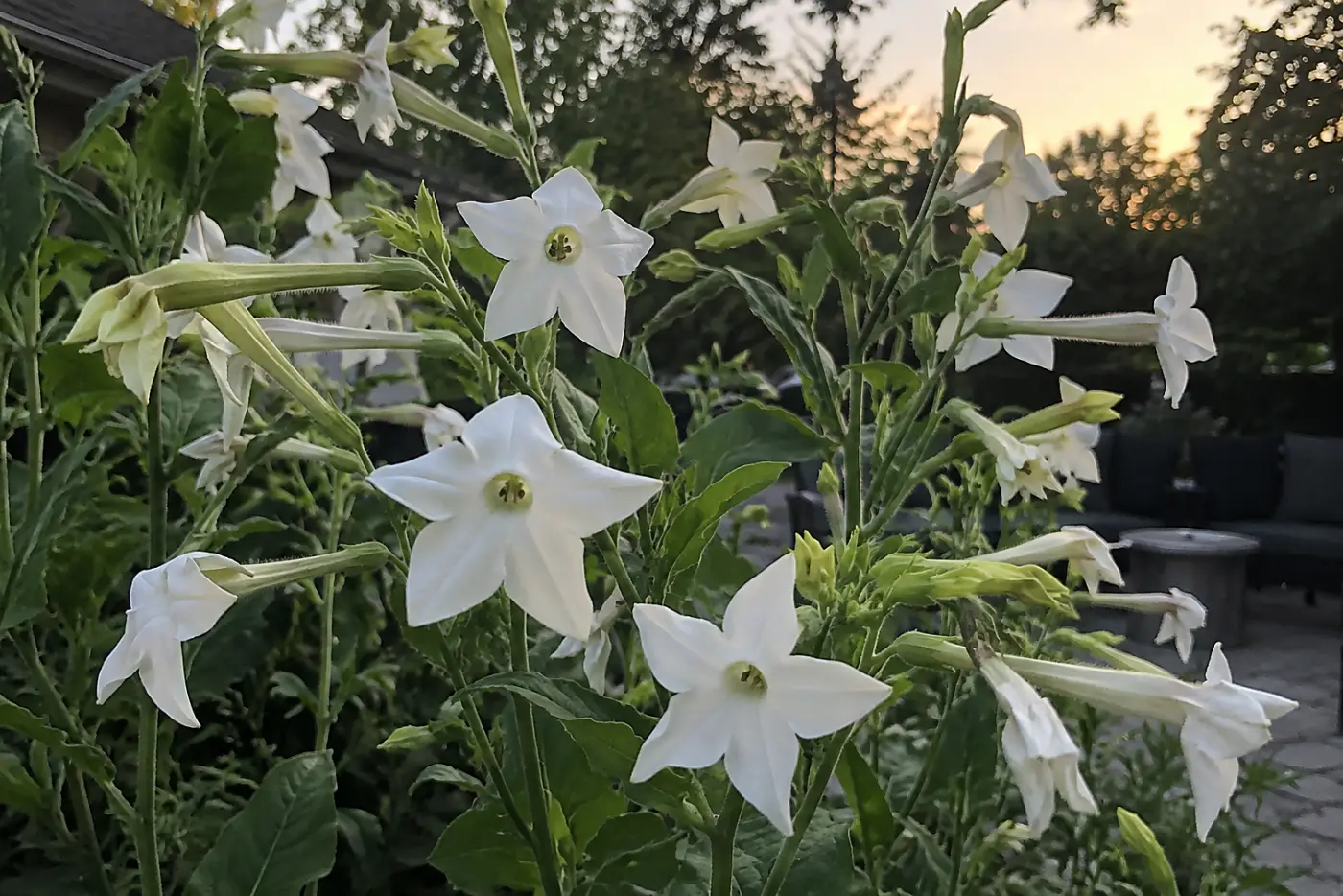 White flowering tobacco trumpets fill the middle of the frame beside a backyard sitting area at dusk.