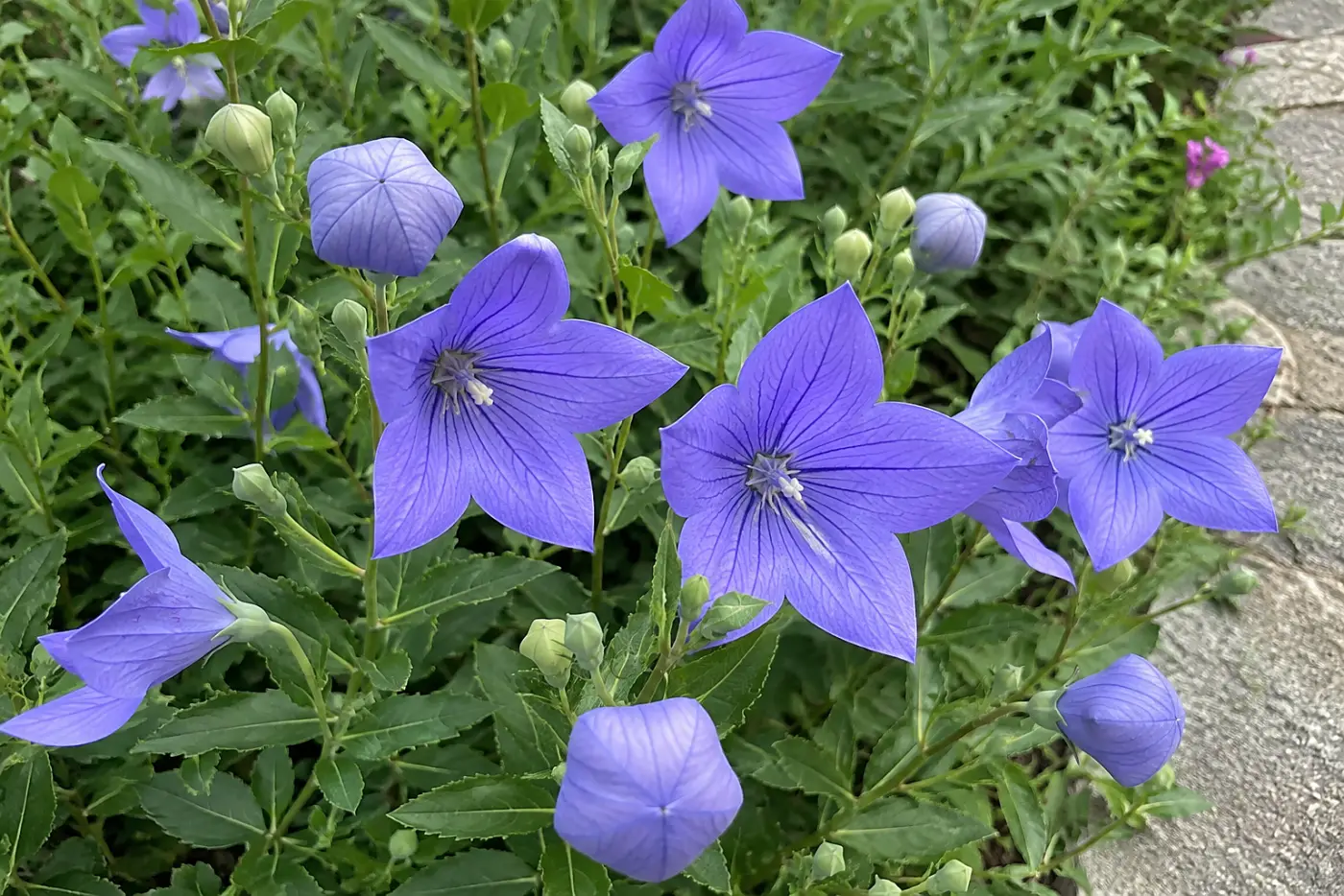 Blue balloon flower buds and open blooms fill the middle of the frame in a garden bed beside a stone path.