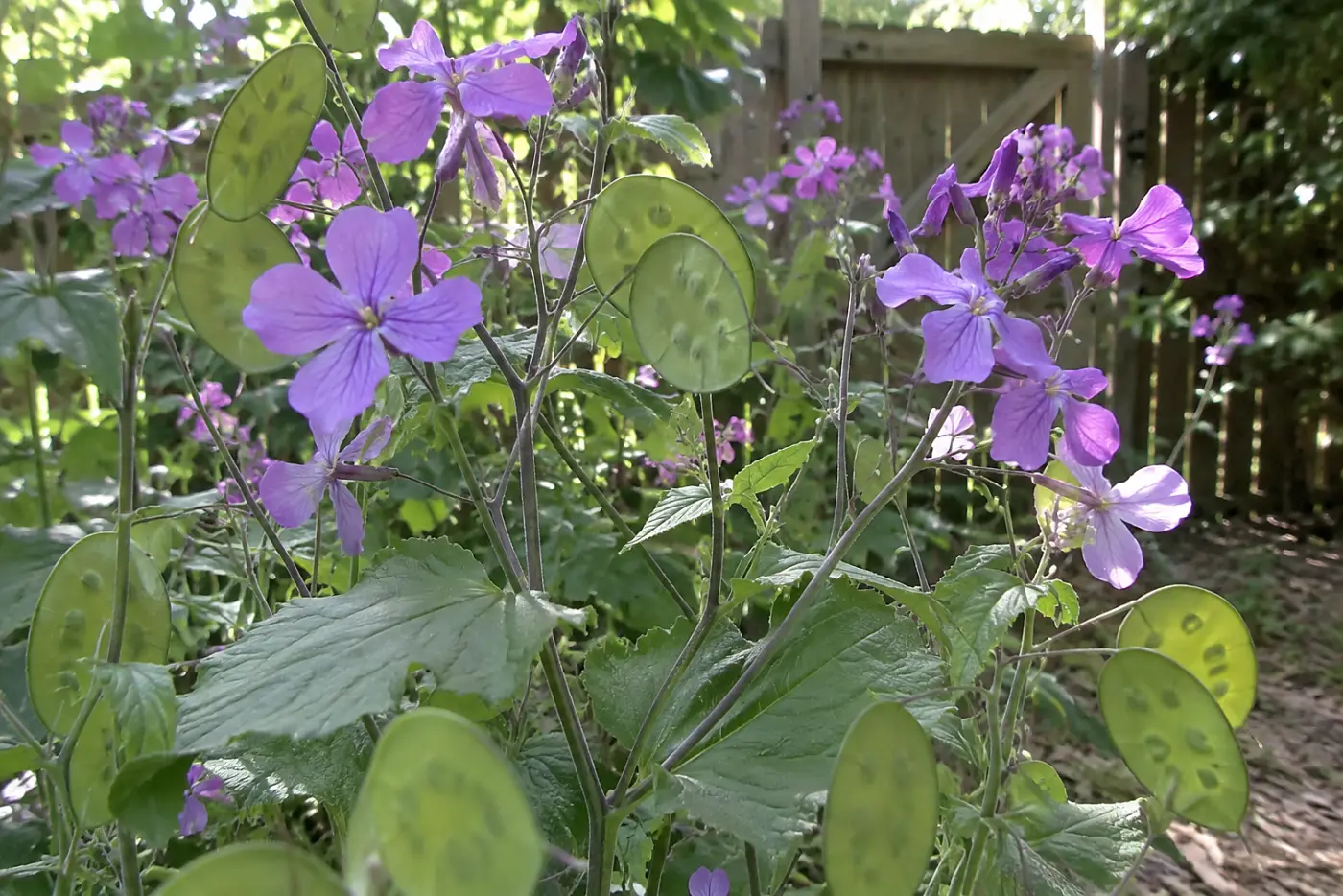 Purple honesty flowers and flat green seedpods fill the middle of the frame beside a backyard gate.