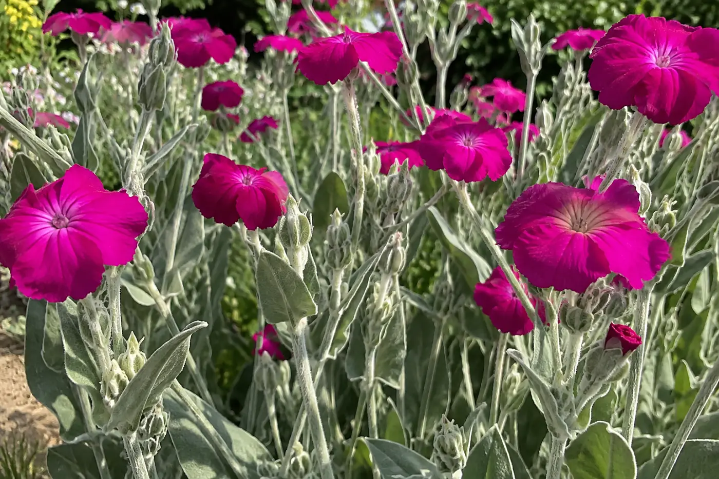 Magenta rose campion flowers and silver-gray leaves fill the middle of the frame along a sunny garden edge.