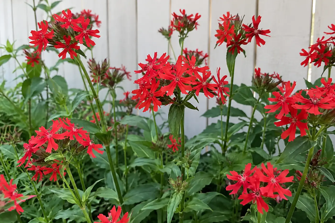 Scarlet Maltese cross clusters fill the middle of the frame against a pale backyard fence.