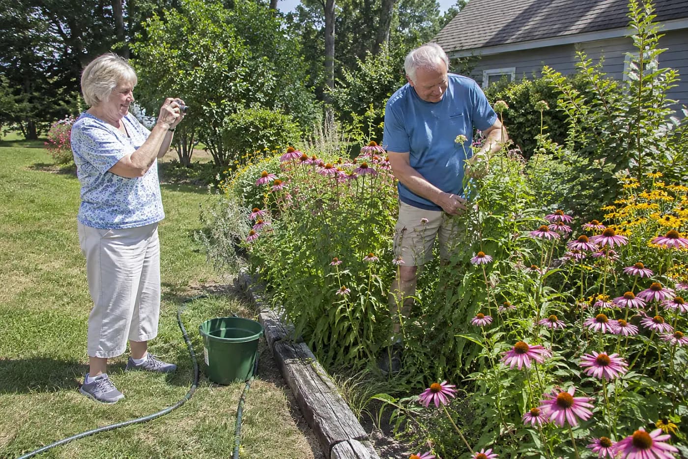 Older woman photographing a crowded perennial clump in her garden.