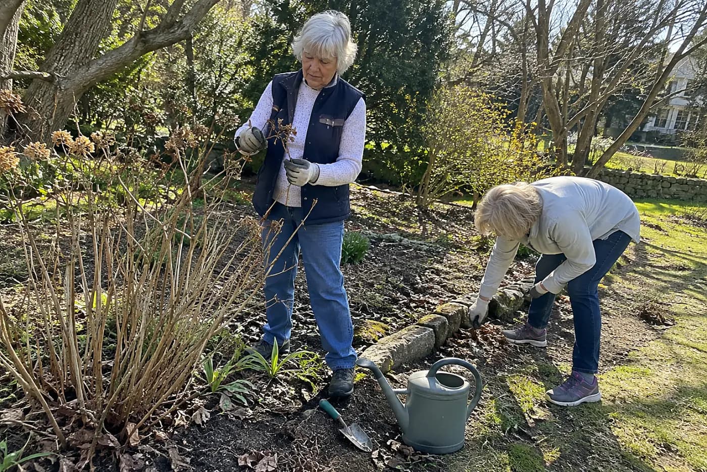 Woman examining bare leaf joints on a hydrangea stem in her garden.