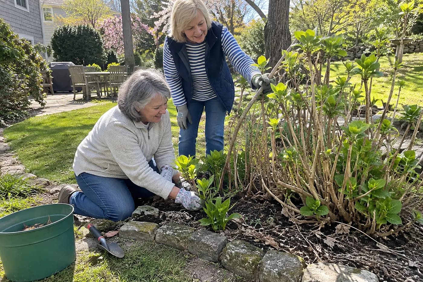 Woman tracing fresh shoots at the base of an old hydrangea.