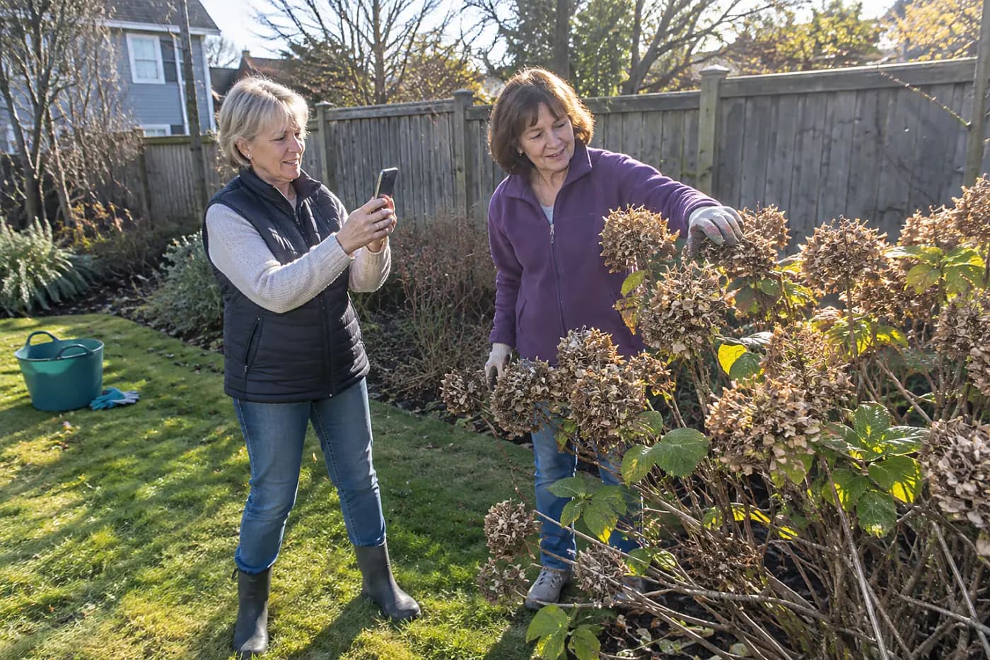 Woman photographing frost-damaged hydrangea buds in her garden.