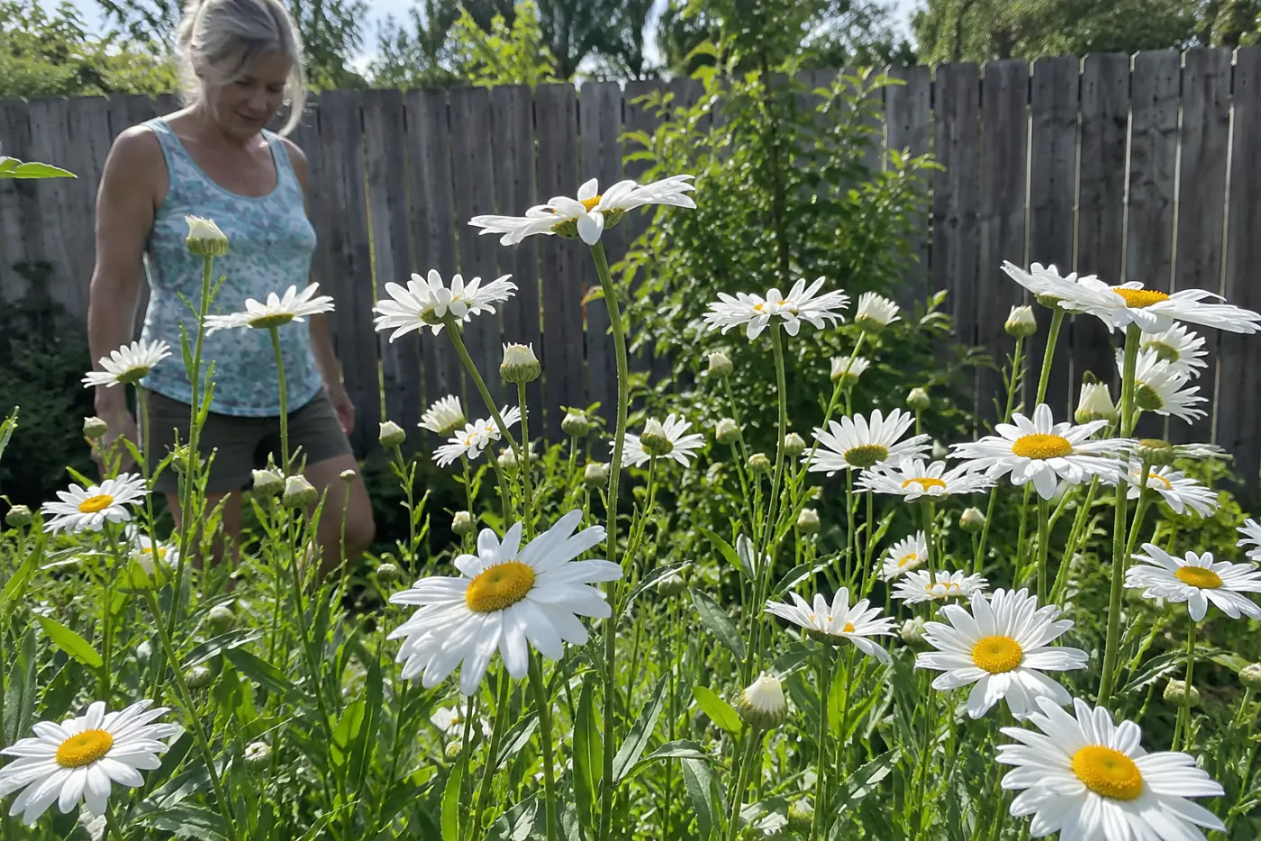Daisies in the lawn stand among backyard grass, with a woman over 50 crossing behind them and no visible writing.