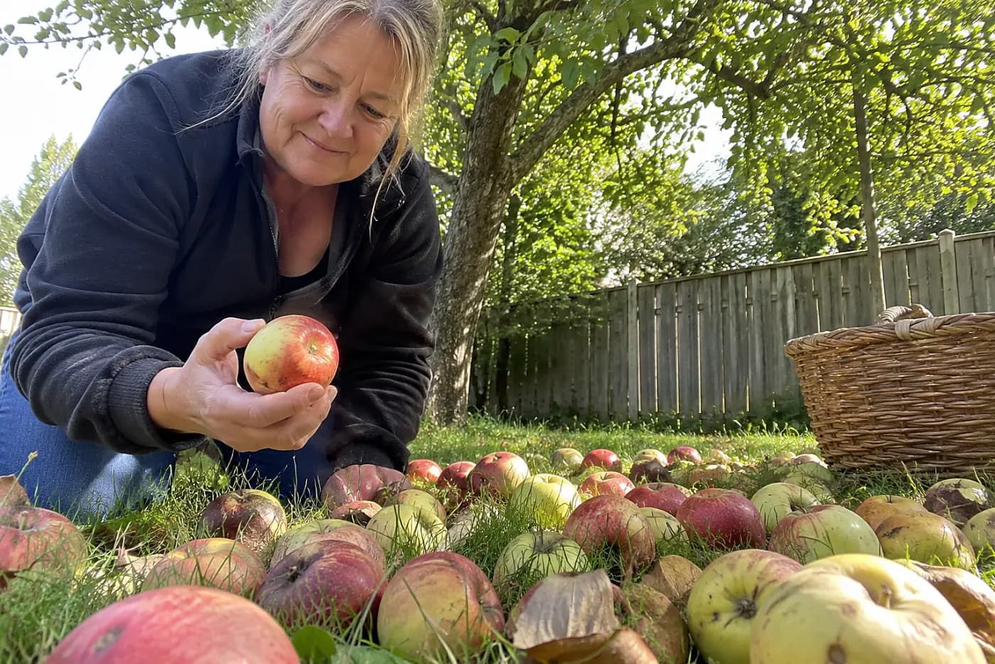Fallen apples under a tree lie in backyard grass, with a woman over 50 gathering fruit nearby and no visible writing.