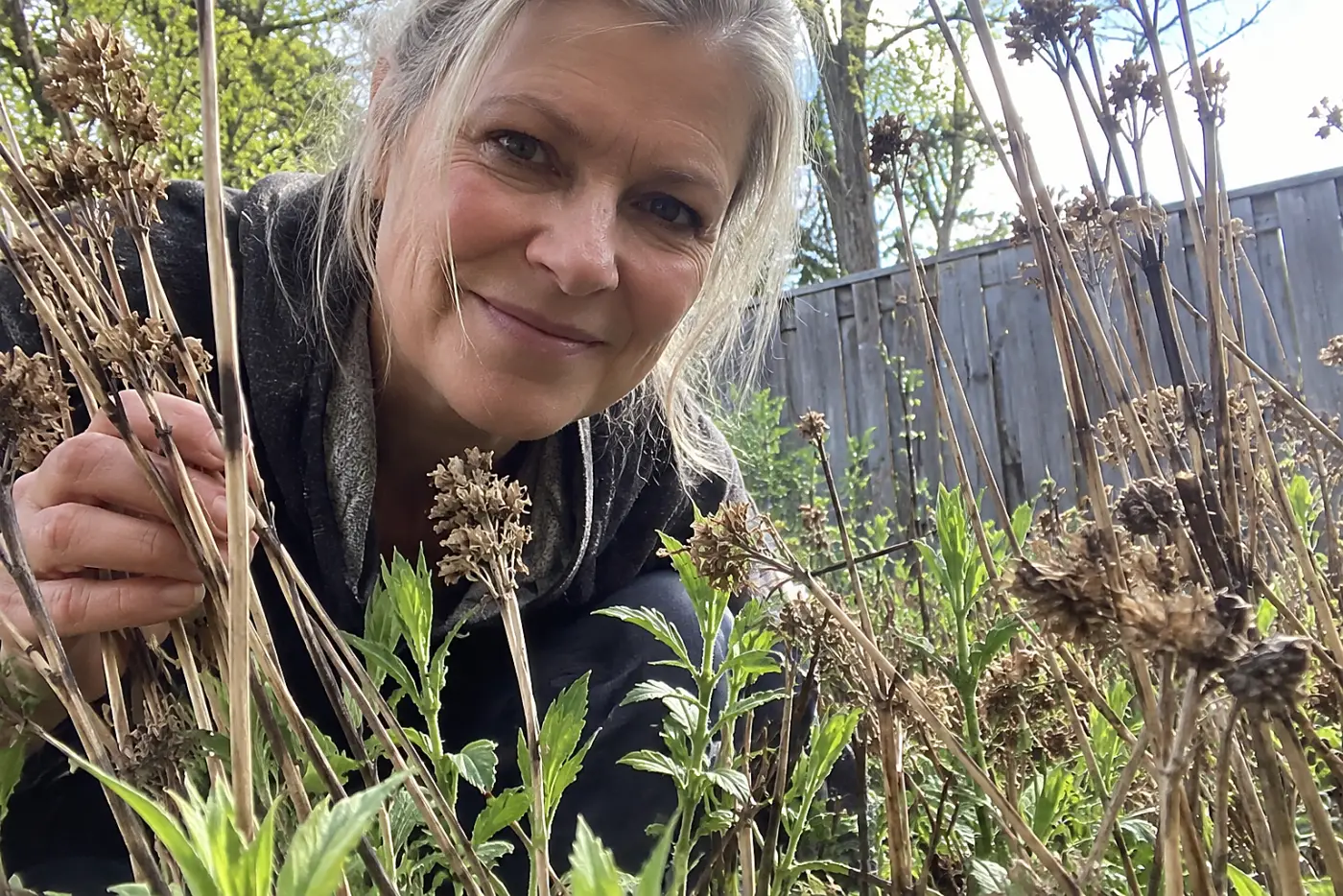 Last year's standing stems rise behind spring growth in a real flowerbed, with a woman over 50 looking through the plants and no visible writing.