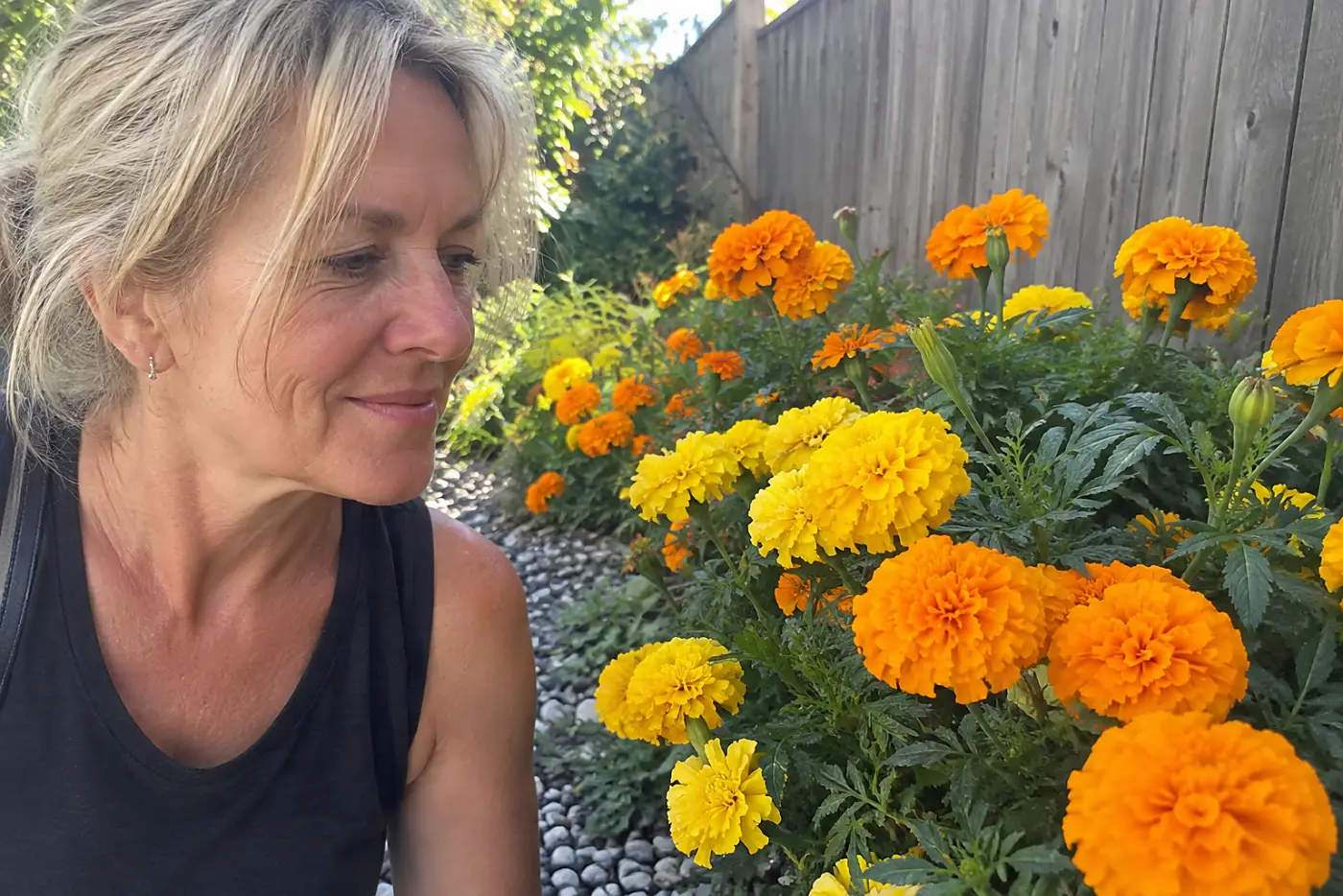 Marigolds in the gravel stand beside a backyard path in afternoon light, with a woman over 50 walking past and no visible writing.