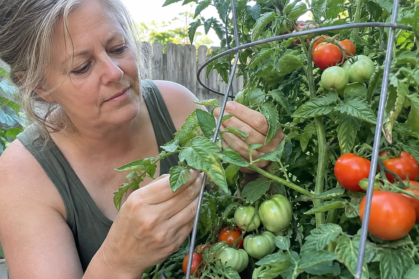 A bent tomato cage stands around a fruiting tomato plant in a real vegetable bed, with a woman over 50 checking the branches and no visible writing.