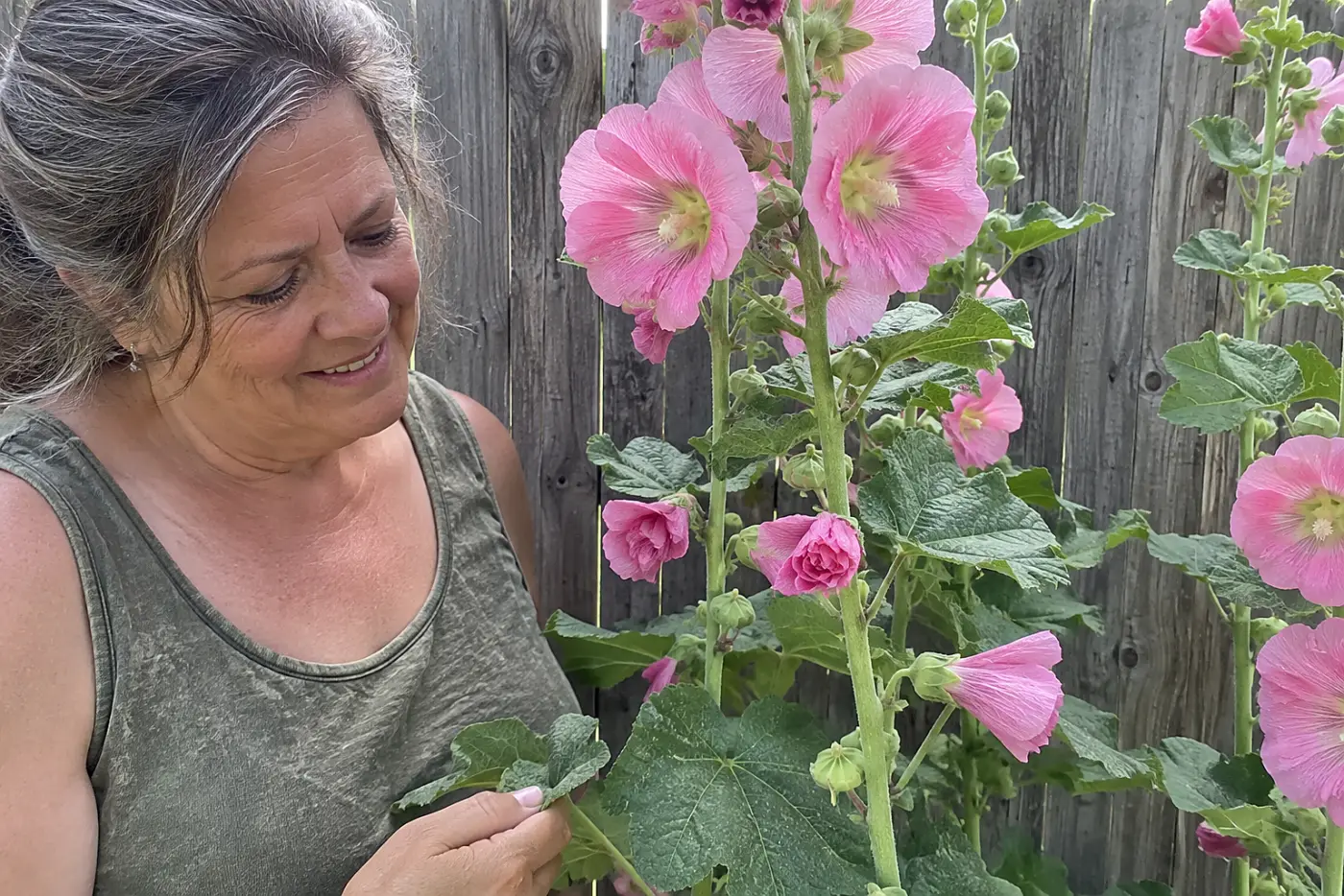 Hollyhocks along the fence rise against weathered boards in a backyard, with a woman over 50 standing beside them and no visible writing.